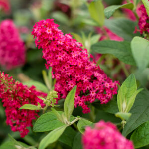Budleja Dawida "Butterfly Candy Little Ruby" - Buddleja davidii Butterfly Candy Little Ruby