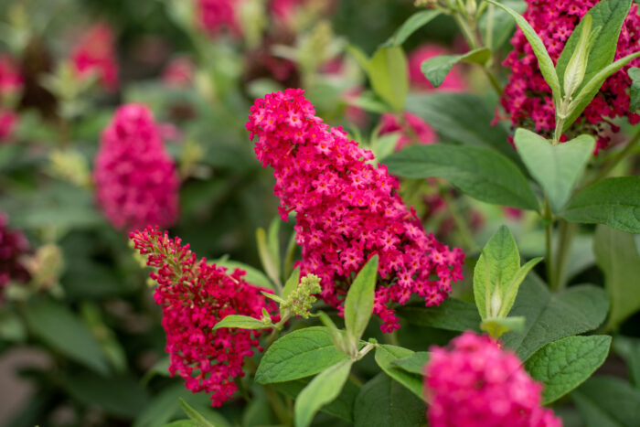 Budleja Dawida "Butterfly Candy Little Ruby" - Buddleja davidii Butterfly Candy Little Ruby - Image 4