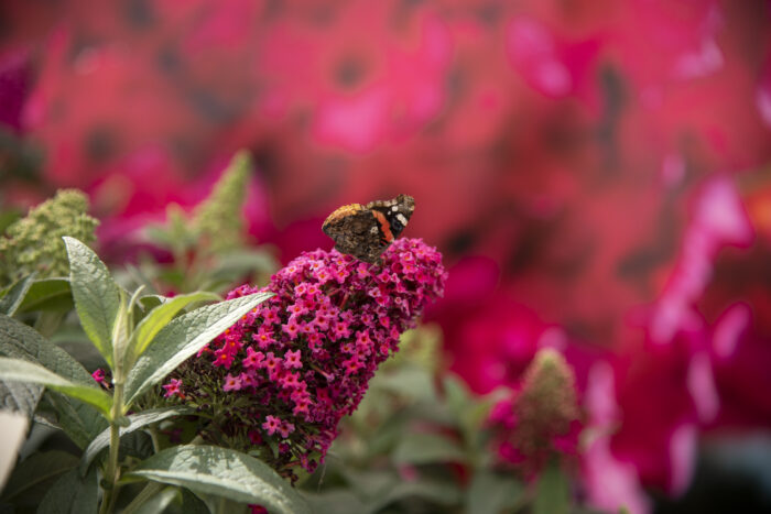 Budleja Dawida "Butterfly Candy Little Ruby" - Buddleja davidii Butterfly Candy Little Ruby - Image 3