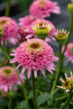 Jeżówka purpurowa „Butterfly Kisses”- Echinacea purpurea "Butterffy Kisses"