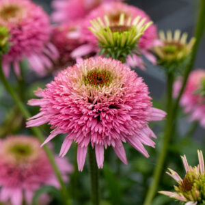 Jeżówka purpurowa „Butterfly Kisses”- Echinacea purpurea "Butterffy Kisses"