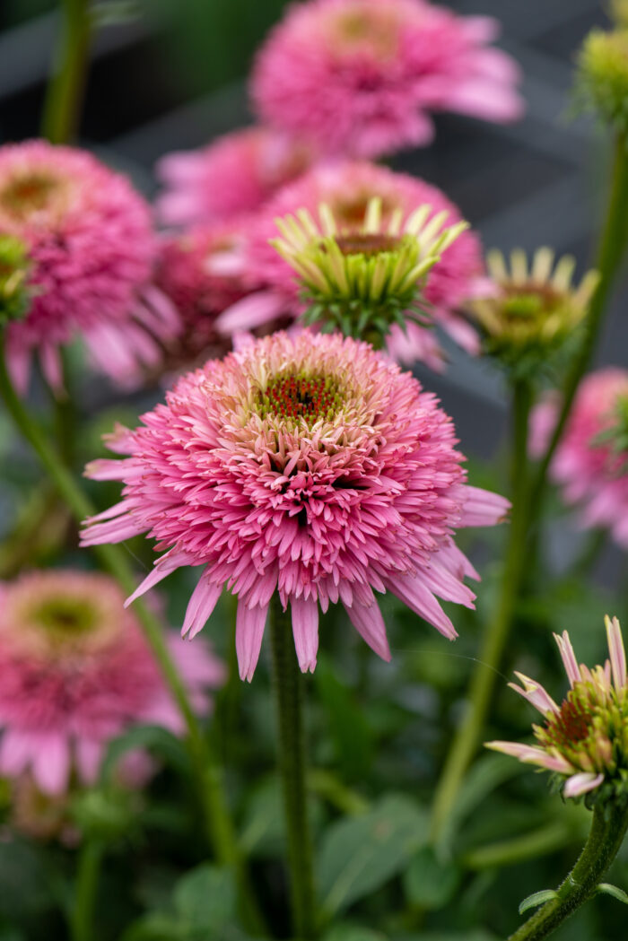 Jeżówka purpurowa „Butterfly Kisses”- Echinacea purpurea "Butterffy Kisses" - obrazek 1
