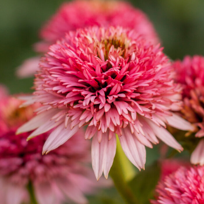 Jeżówka purpurowa „Butterfly Kisses”- Echinacea purpurea "Butterffy Kisses" - obrazek 5
