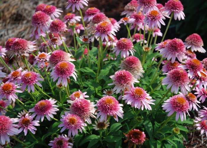 Jeżówka purpurowa „Butterfly Kisses”- Echinacea purpurea "Butterffy Kisses" - obrazek 2