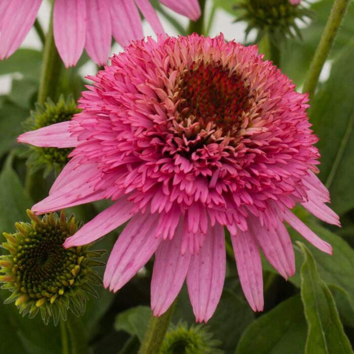 Jeżówka purpurowa „Butterfly Kisses”- Echinacea purpurea "Butterffy Kisses" - obrazek 6