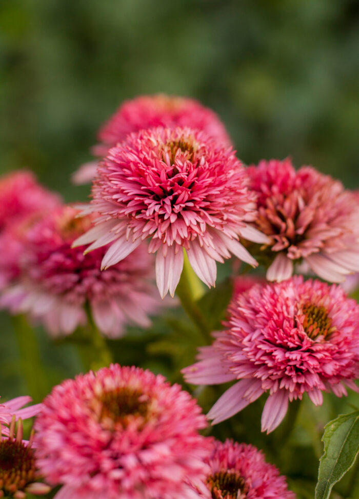 Jeżówka purpurowa „Butterfly Kisses”- Echinacea purpurea "Butterffy Kisses" - obrazek 4