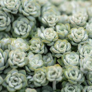 Rozchodnik łopatkowy „Cape Blanco” - Sedum spathulifolium „Cape Blanco”