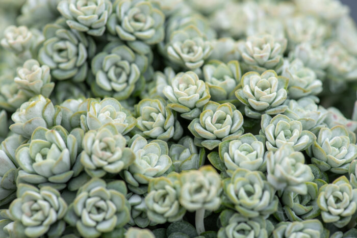 Rozchodnik łopatkowy „Cape Blanco” - Sedum spathulifolium „Cape Blanco” - obrazek 1
