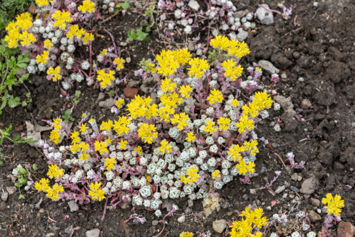 Rozchodnik łopatkowy „Cape Blanco” - Sedum spathulifolium „Cape Blanco” - obrazek 4