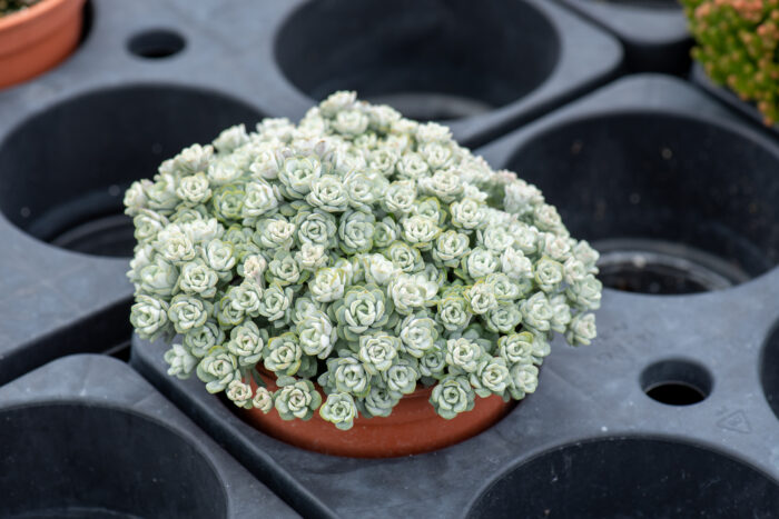 Rozchodnik łopatkowy „Cape Blanco” - Sedum spathulifolium „Cape Blanco” - obrazek 5