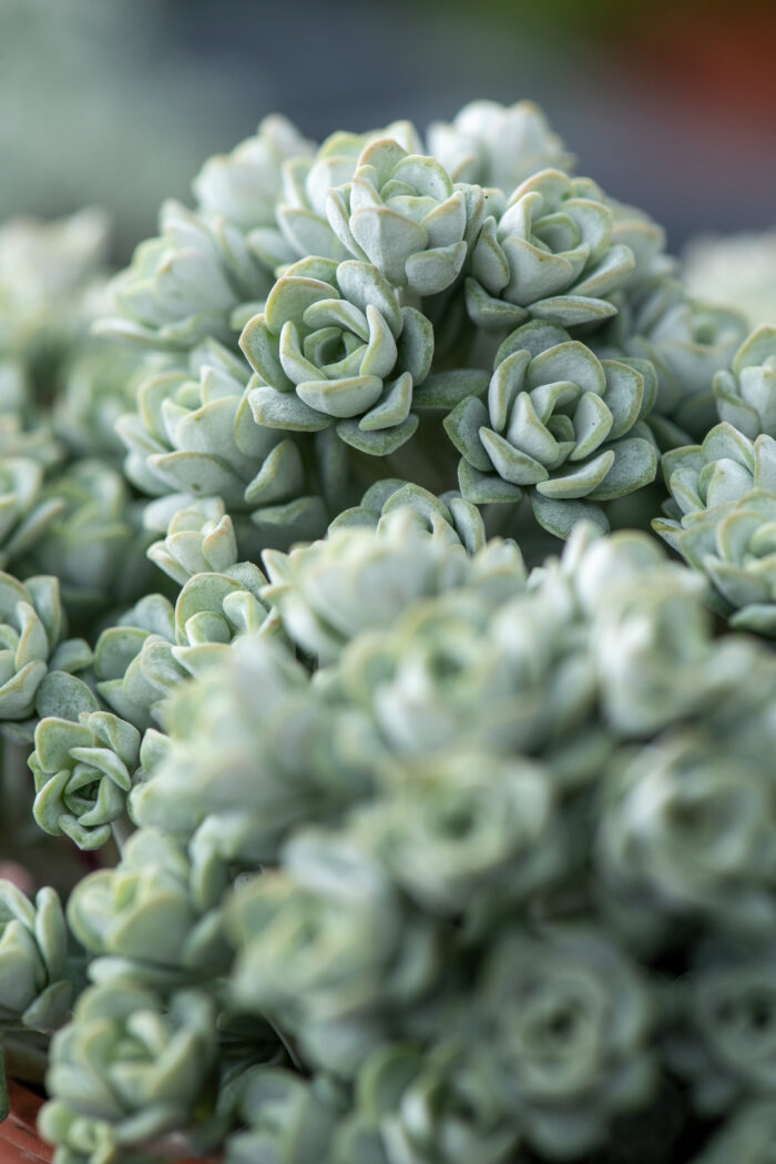 Rozchodnik łopatkowy „Cape Blanco” - Sedum spathulifolium „Cape Blanco” - obrazek 6