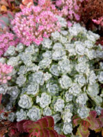 Rozchodnik łopatkowy „Cape Blanco” - Sedum spathulifolium „Cape Blanco” - obrazek 3