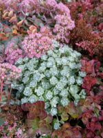 Rozchodnik łopatkowy „Cape Blanco” - Sedum spathulifolium „Cape Blanco” - obrazek 2