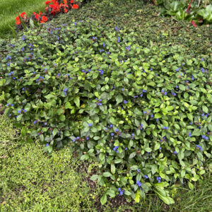 Zawciągowiec zwyczajny - Ceratostigma plumbaginoides "A"