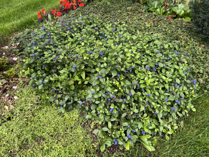 Zawciągowiec zwyczajny - Ceratostigma plumbaginoides "B" - obrazek 1