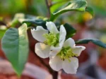 Pigwowiec okazały „Nivalis” - Chaenomeles speciosa Nivalis - obrazek 2