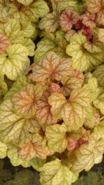 Żurawka „Champagne” - Heuchera hybrida "Champagne"