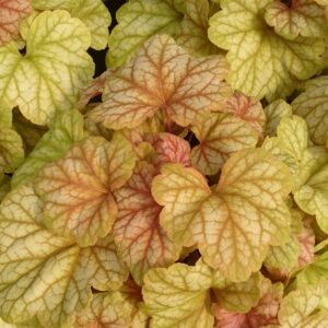 Żurawka „Champagne” - Heuchera hybrida "Champagne"