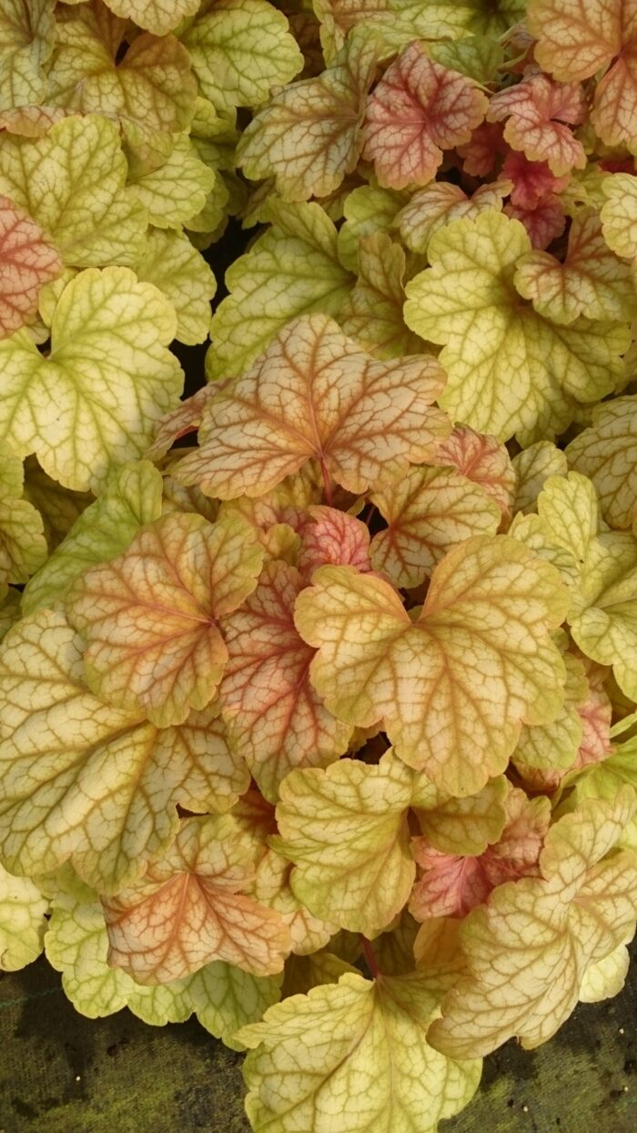 Żurawka „Champagne” - Heuchera hybrida "Champagne" - Image 1
