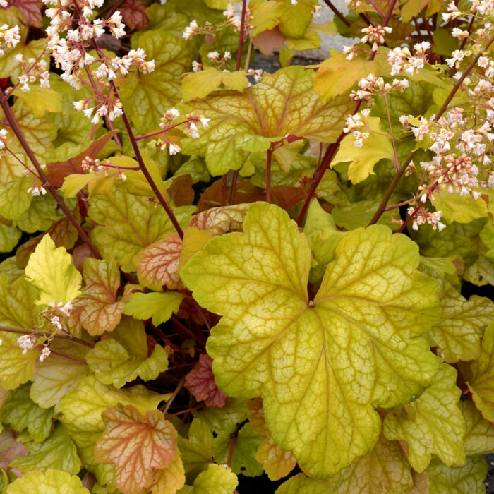 Żurawka „Champagne” - Heuchera hybrida "Champagne" - Image 2
