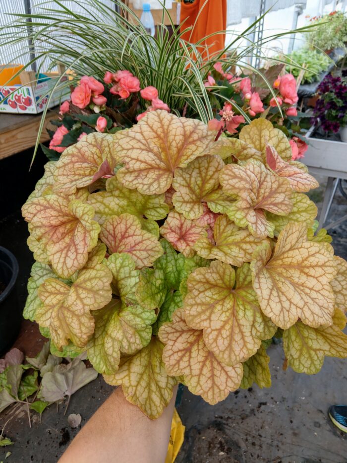 Żurawka „Champagne” - Heuchera hybrida "Champagne" - Image 3