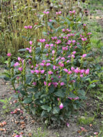 Żółwik różowy - Chelone obliqua - obrazek 3