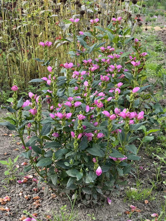 Żółwik różowy - Chelone obliqua - obrazek 3