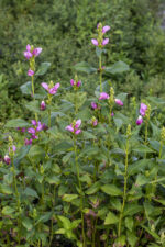 Żółwik różowy - Chelone obliqua - obrazek 4