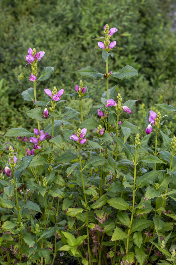 Żółwik różowy - Chelone obliqua - obrazek 4