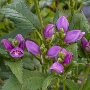 Żółwik różowy - Chelone obliqua