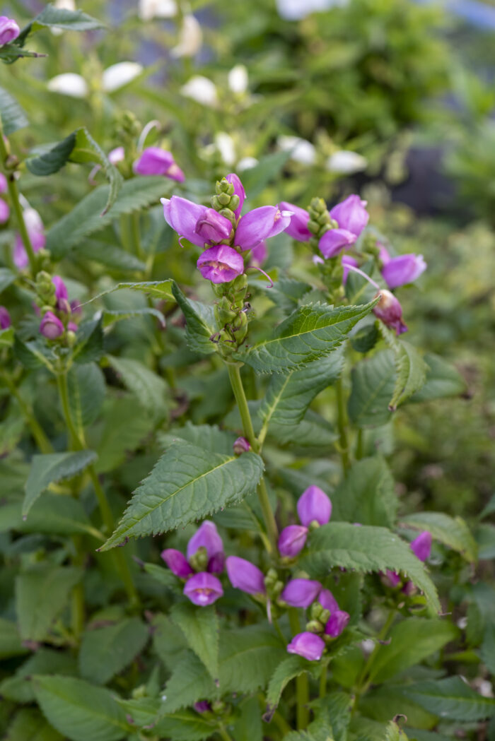 Żółwik różowy - Chelone obliqua - obrazek 5