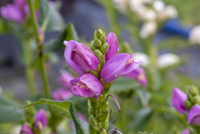 Żółwik różowy - Chelone obliqua - obrazek 6