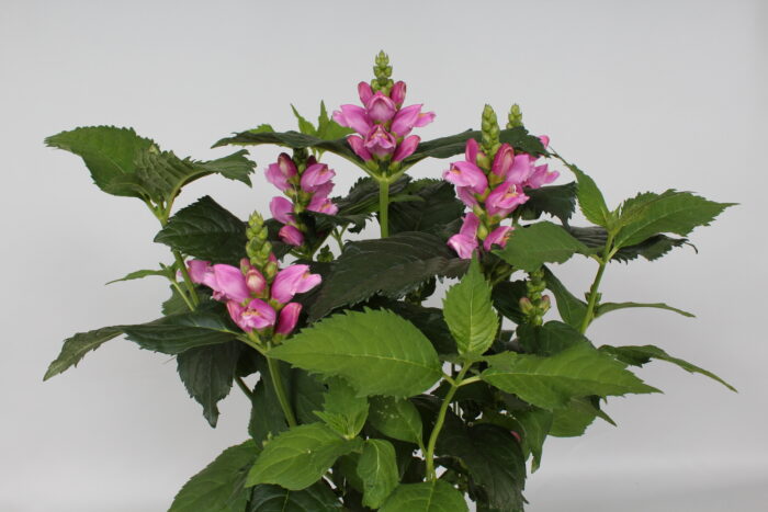 Żółwik różowy - Chelone obliqua - obrazek 7