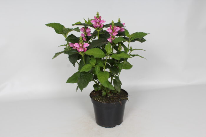 Żółwik różowy - Chelone obliqua - obrazek 8