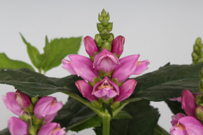 Żółwik różowy - Chelone obliqua - obrazek 2