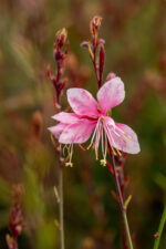 Gaura Lindheimera „Cherry Brandy” - Gaura lindheimeri „Cherry Brandy”