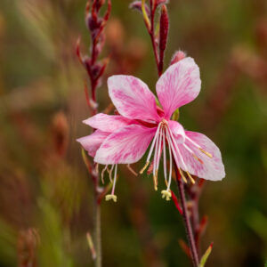 Gaura Lindheimera „Cherry Brandy” - Gaura lindheimeri „Cherry Brandy”
