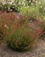 Gaura Lindheimera „Cherry Brandy” - Gaura lindheimeri „Cherry Brandy” - Image 3