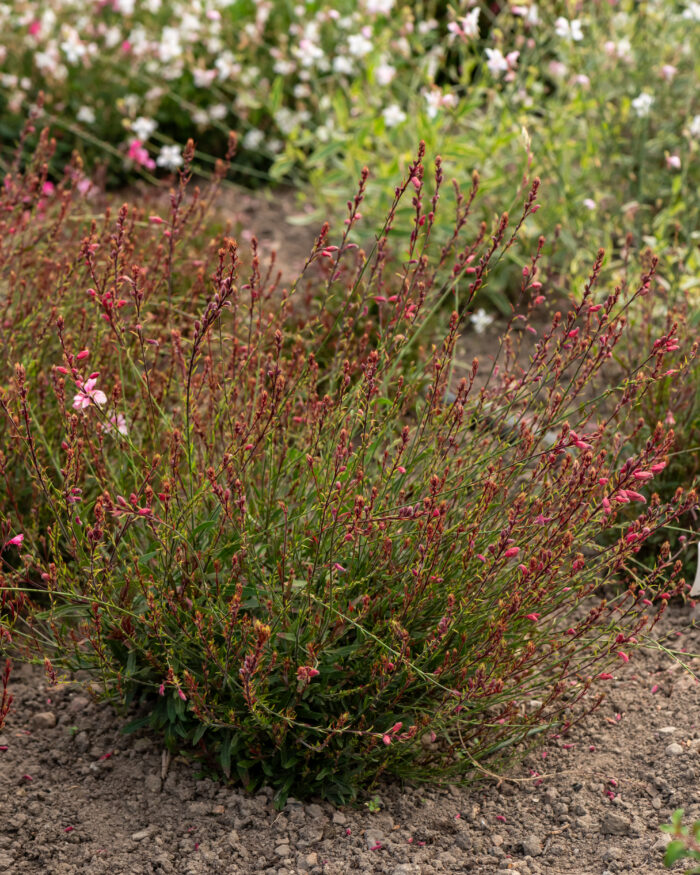 Gaura Lindheimera „Cherry Brandy” - Gaura lindheimeri „Cherry Brandy” - Image 3
