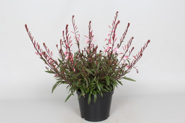 Gaura Lindheimera „Cherry Brandy” - Gaura lindheimeri „Cherry Brandy” - Image 2