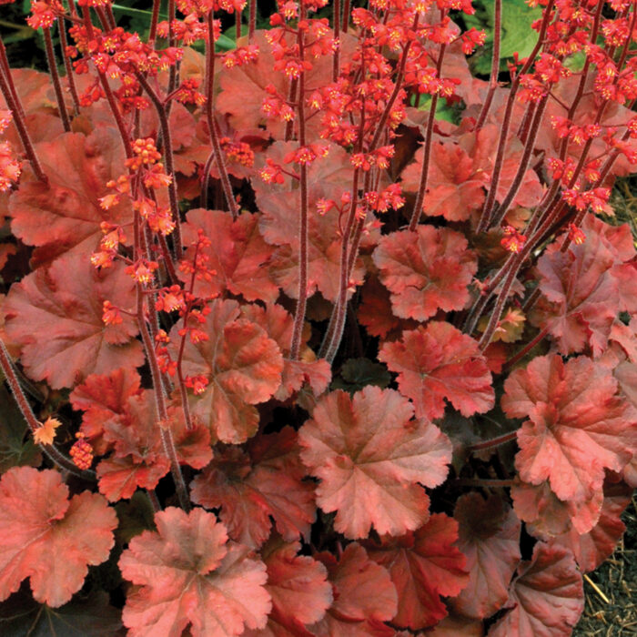 Żurawka „Cherry Cola” - Heuchera hybrida "Cherry Cola" - obrazek 1