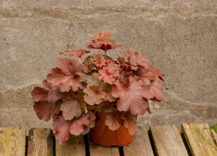 Żurawka „Cherry Cola” - Heuchera hybrida "Cherry Cola" - obrazek 2