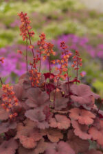 Żurawka „Cherry Cola” - Heuchera hybrida "Cherry Cola" - obrazek 3