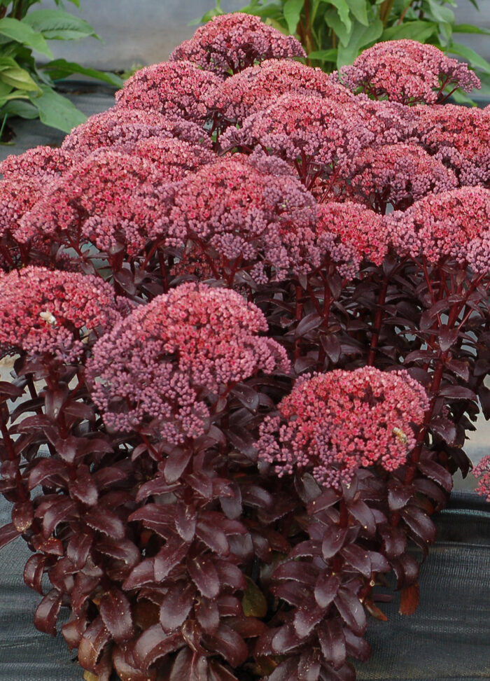 Rozchodnik karpacki „Dark Magic” - Sedum telephium "Dark Magic" - obrazek 2