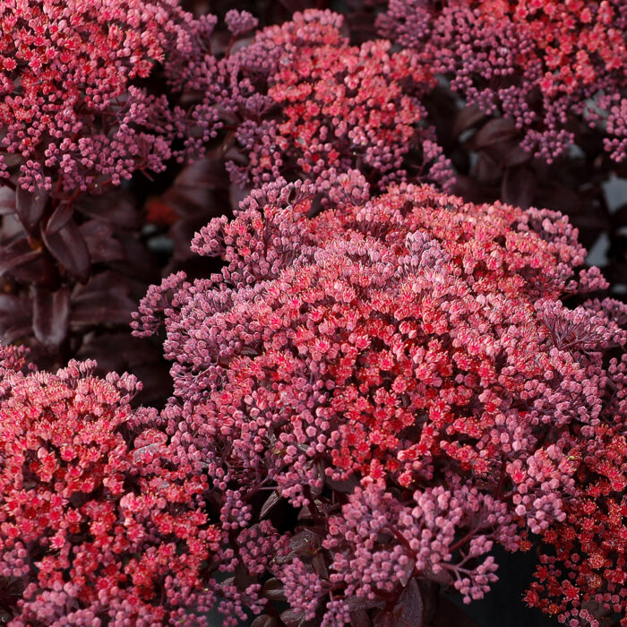 Rozchodnik karpacki „Dark Magic” - Sedum telephium "Dark Magic" - obrazek 1
