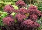 Rozchodnik karpacki „Dark Magic” - Sedum telephium "Dark Magic" - obrazek 3