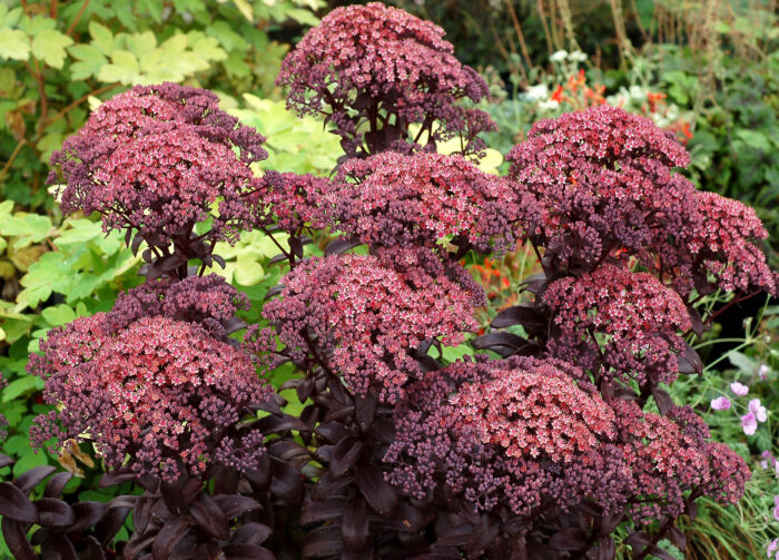Rozchodnik karpacki „Dark Magic” - Sedum telephium "Dark Magic" - obrazek 3