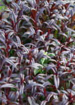 Penstemon naparstnicowaty „Dark Towers” - Penstemon digitalis "Dark Towers"