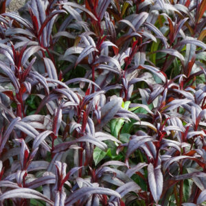 Penstemon naparstnicowaty „Dark Towers” - Penstemon digitalis "Dark Towers"