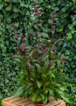 Penstemon naparstnicowaty „Dark Towers” - Penstemon digitalis "Dark Towers" - Image 2